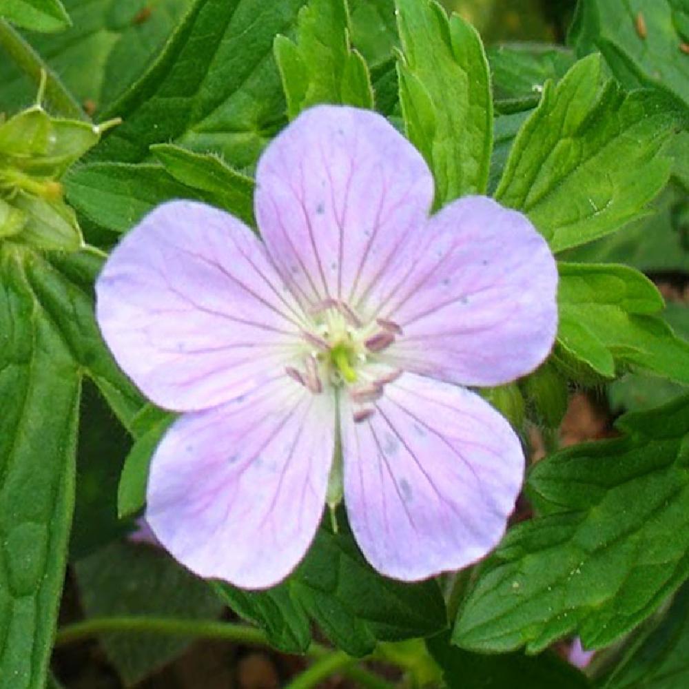 GERANIUM maculatum 'Chatto'