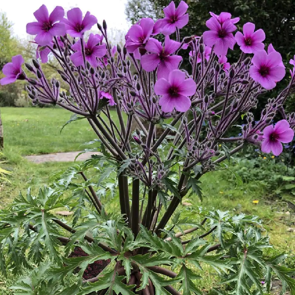 GERANIUM maderense