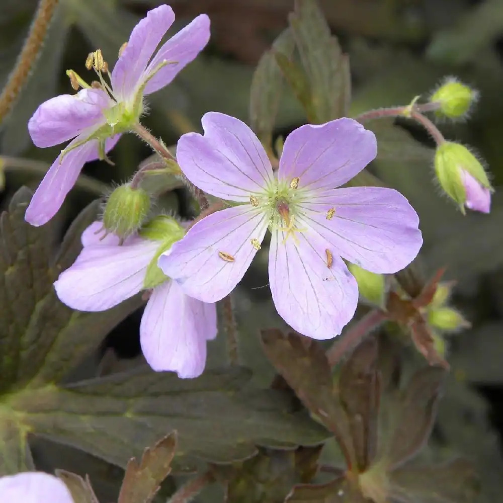 GERANIUM maculatum 'Espresso'