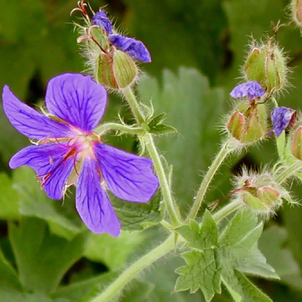 GERANIUM magnificum (platypetalum)