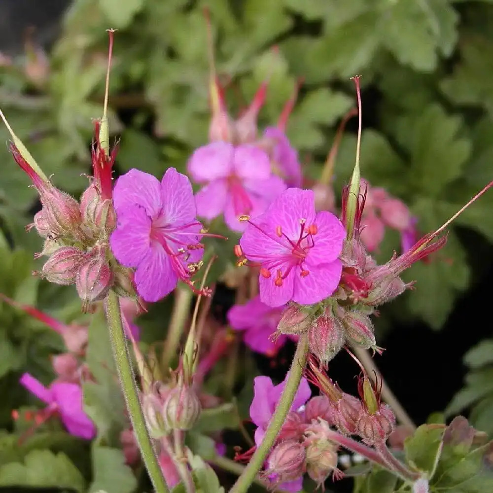 GERANIUM macrorrhizum 'Ingwersen's Variety'