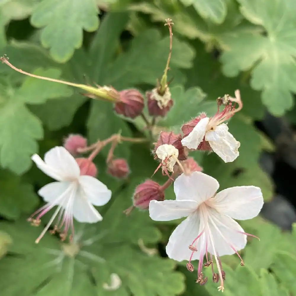 GERANIUM macrorrhizum 'Spessart'