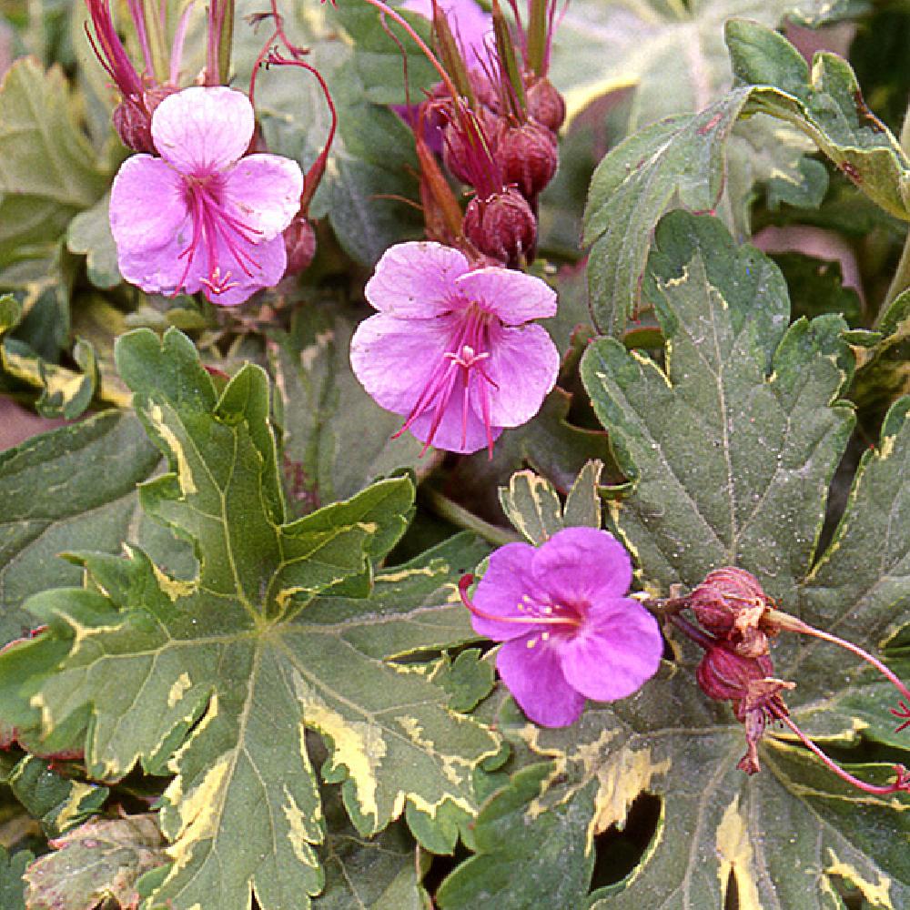 GERANIUM macrorrhizum 'Variegatum'