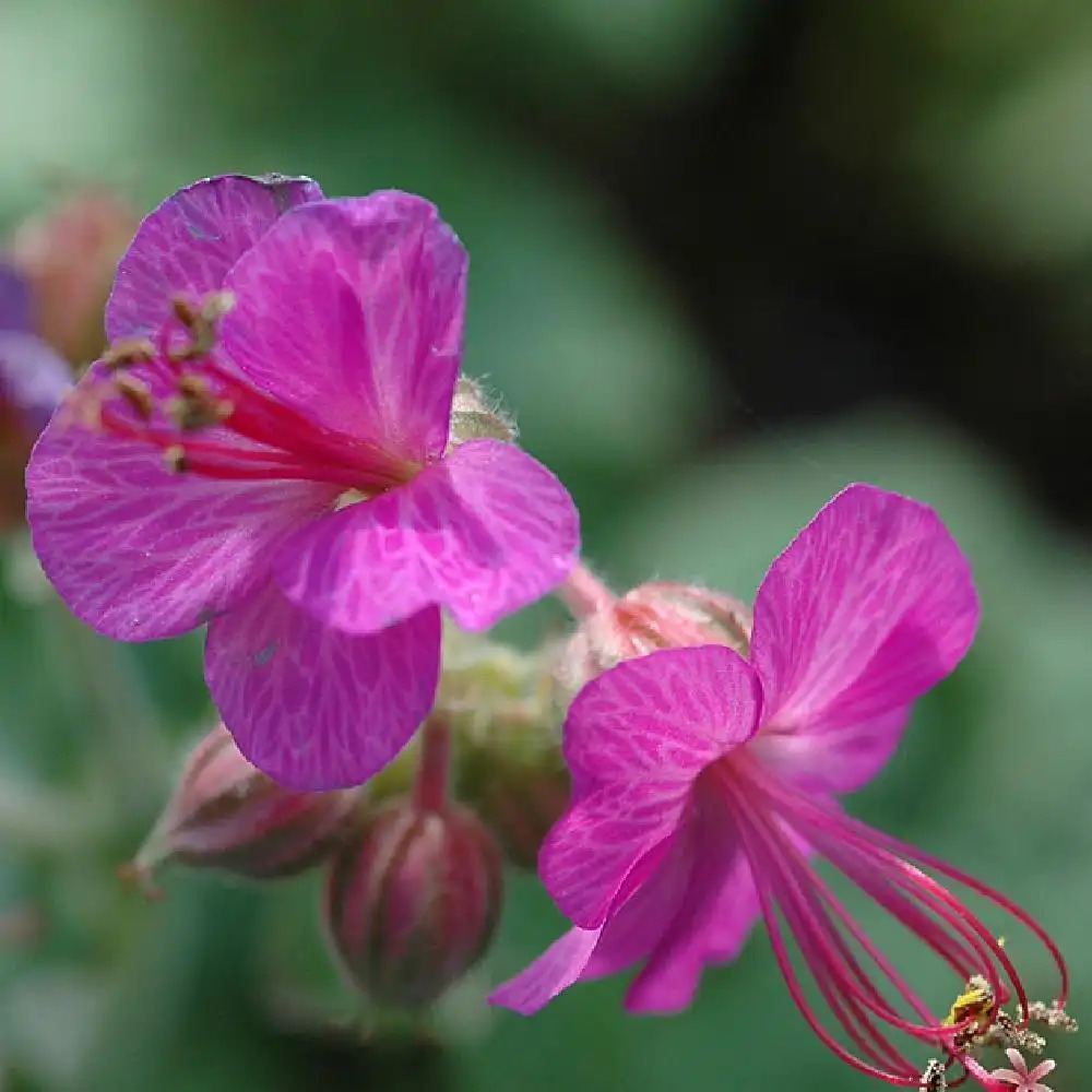 GERANIUM macrorrhizum 'Velebit'