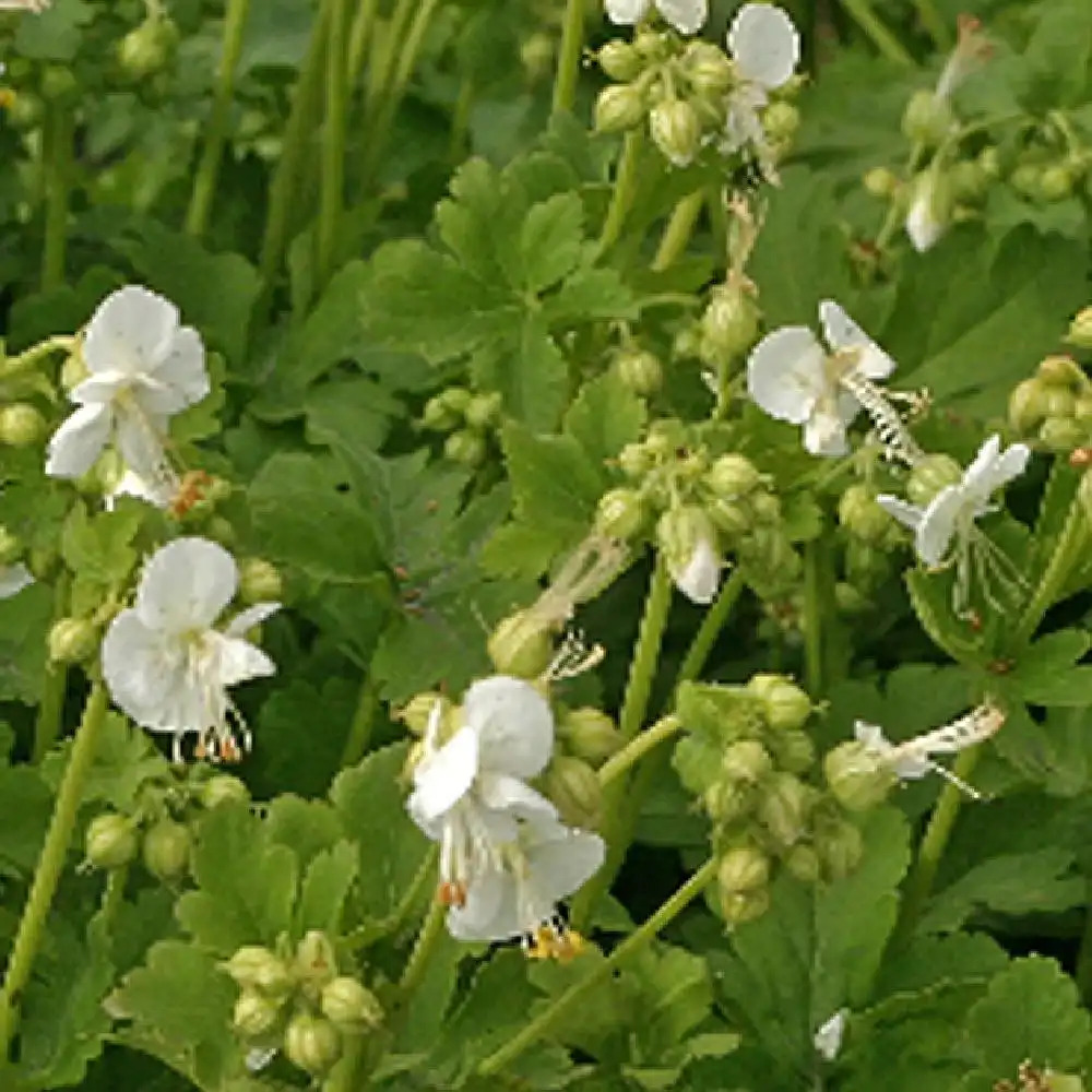 GERANIUM macrorrhizum 'White Ness'