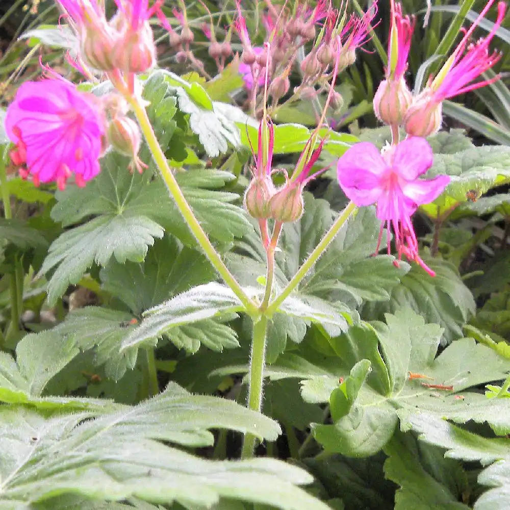 GERANIUM macrorrhizum