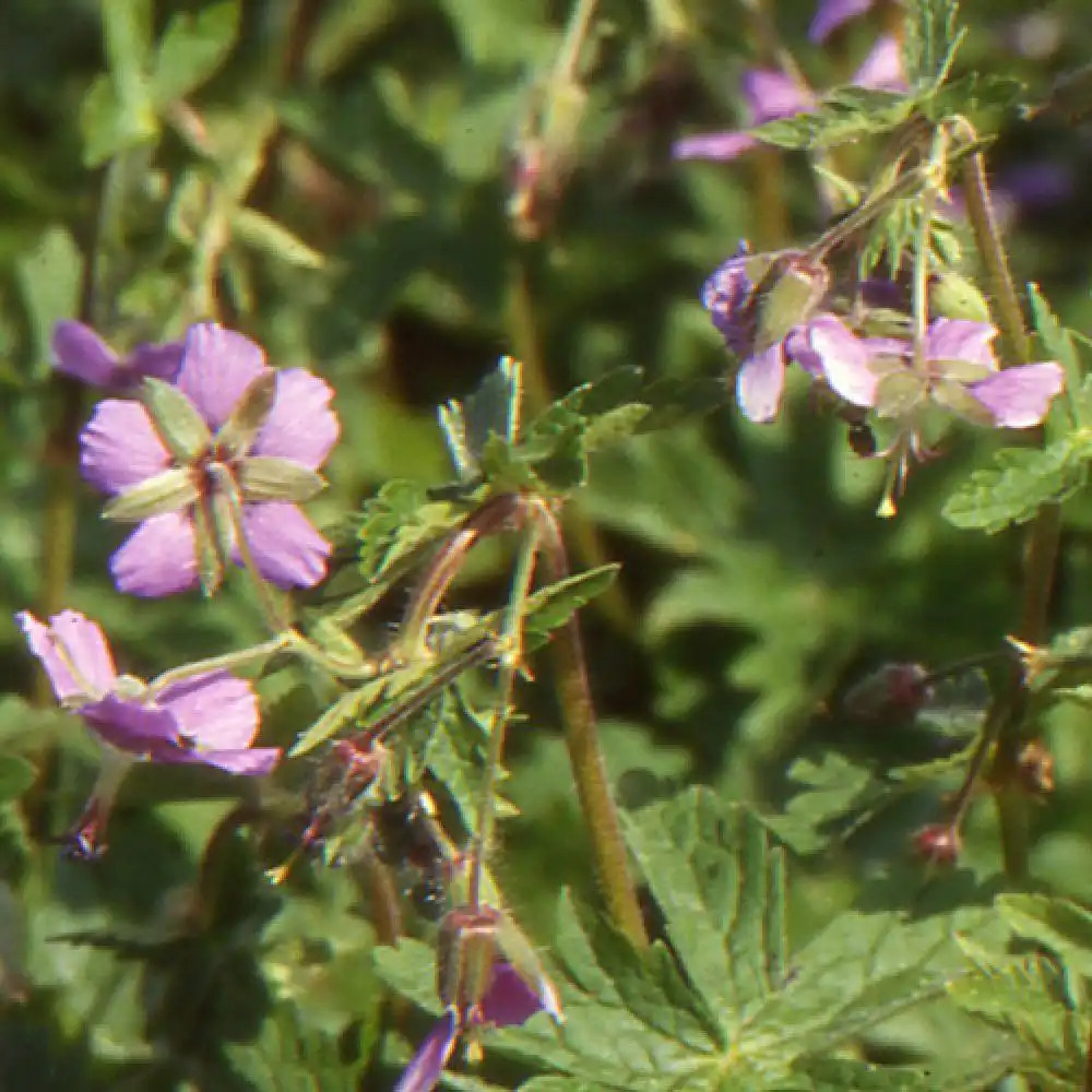 GERANIUM monacense