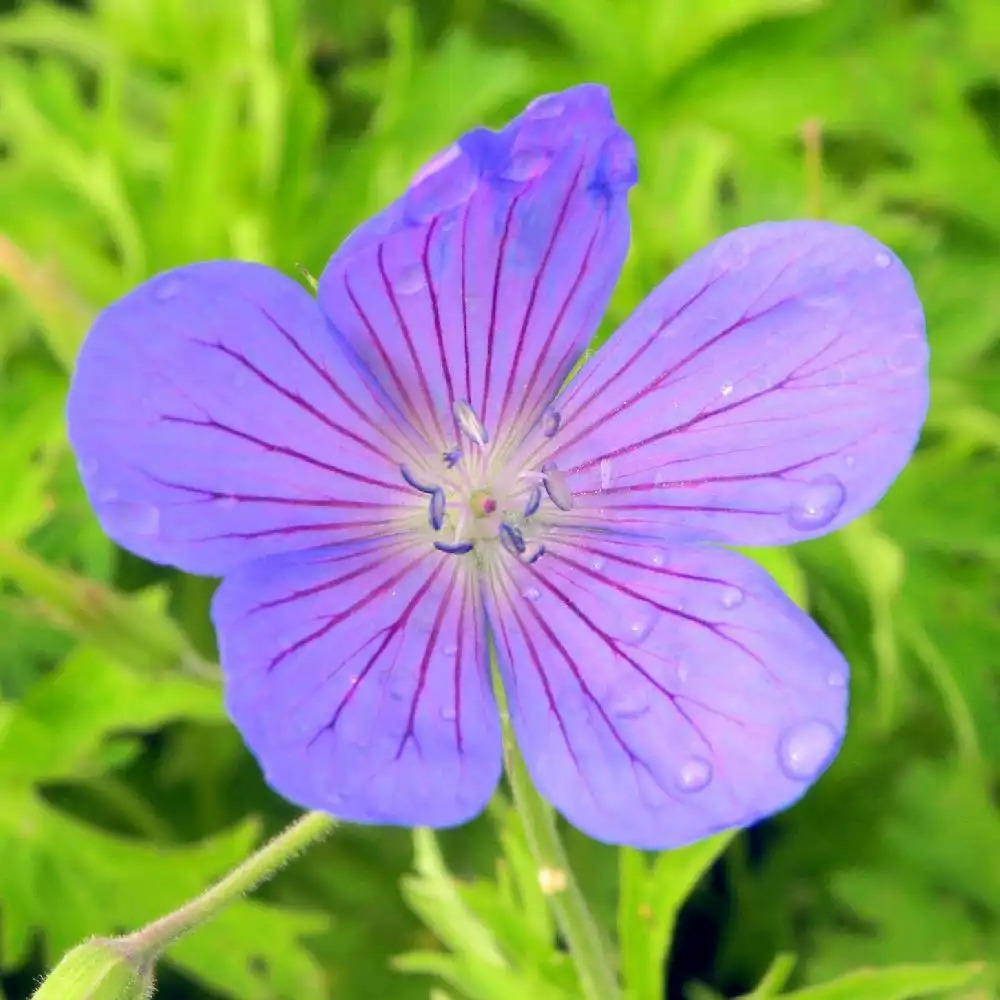 GERANIUM 'Nimbus'