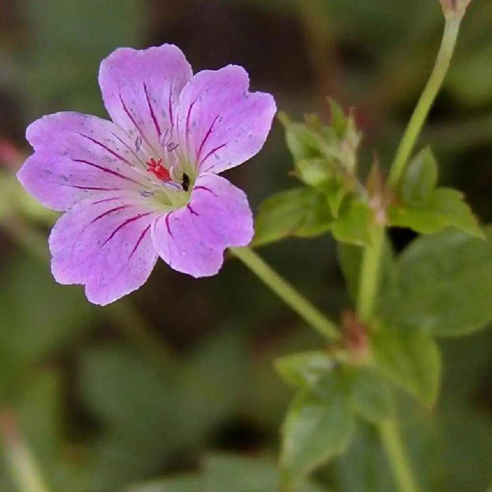 GERANIUM nodosum