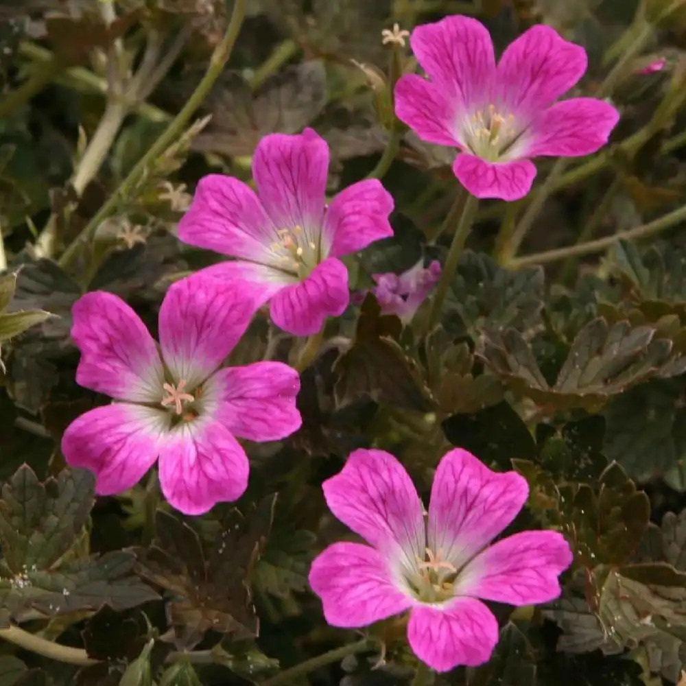 GERANIUM 'Orkney Cherry'