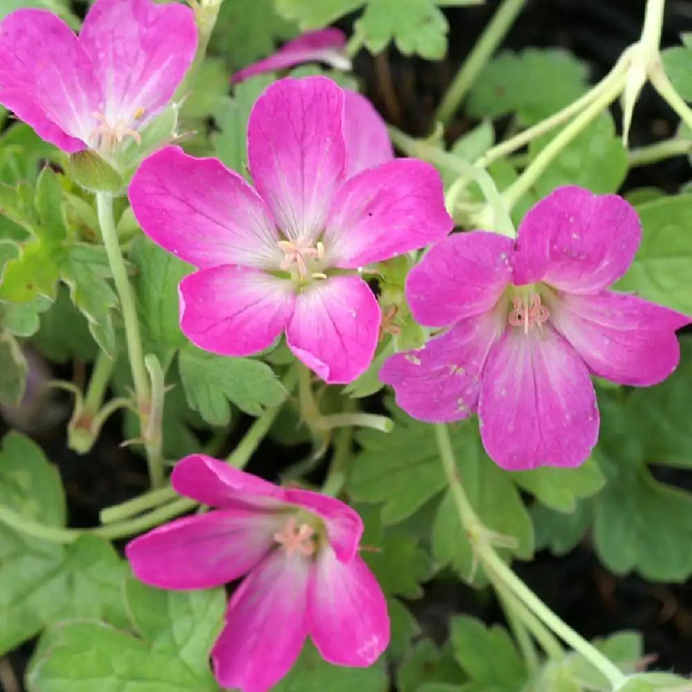 GERANIUM 'Orkney Pink'