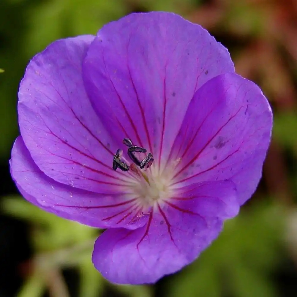 GERANIUM 'Orion'