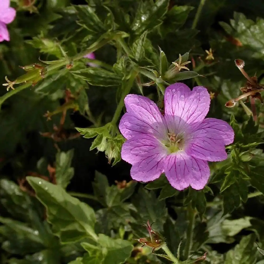 GERANIUM oxonianum 'Claridge Druce'