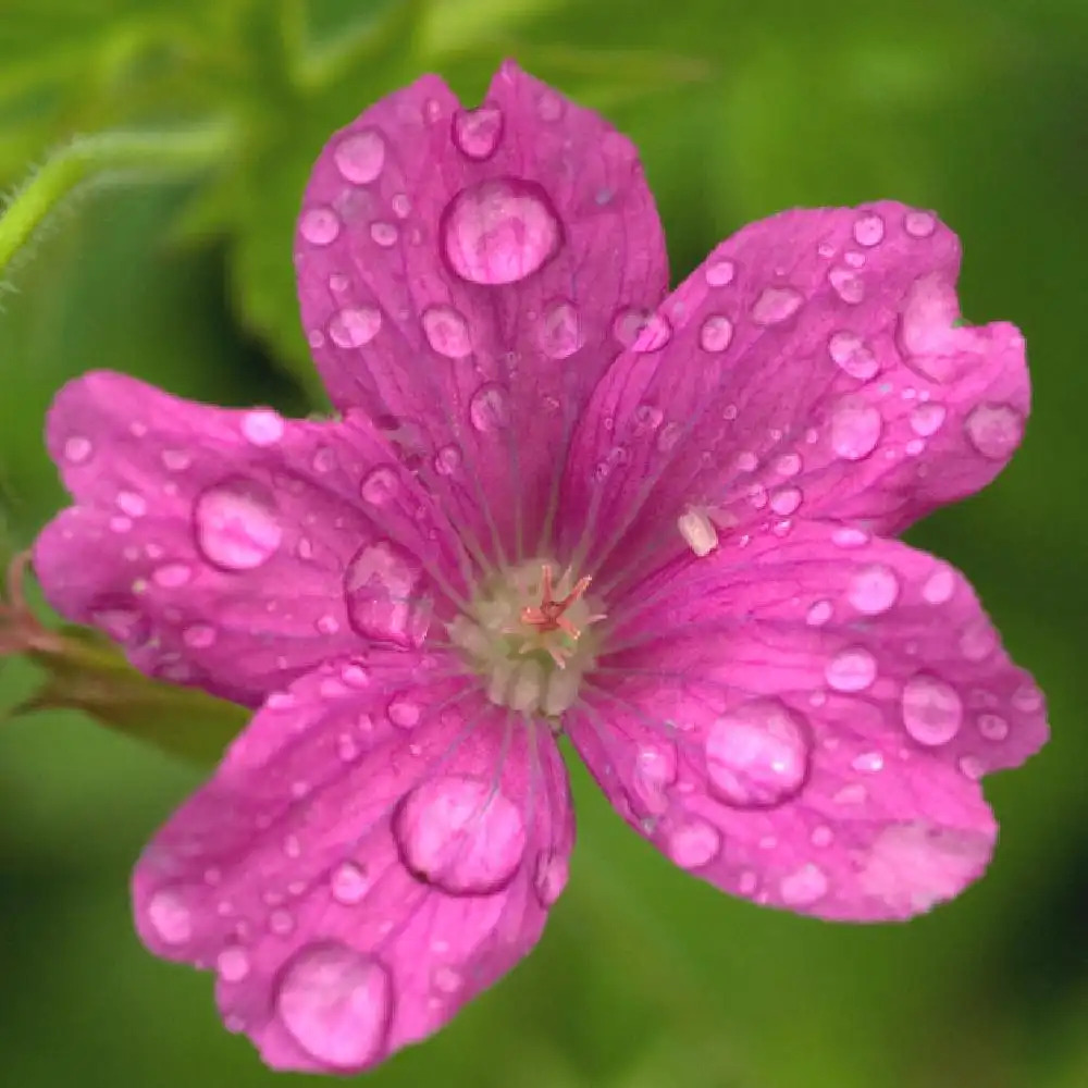 GERANIUM oxonianum 'Rosenlicht'