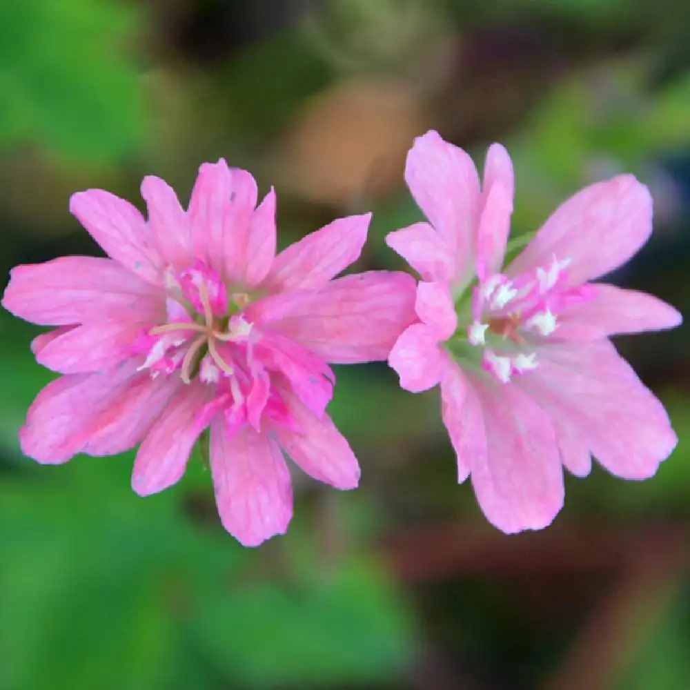 GERANIUM oxonianum 'Southcombe Double'