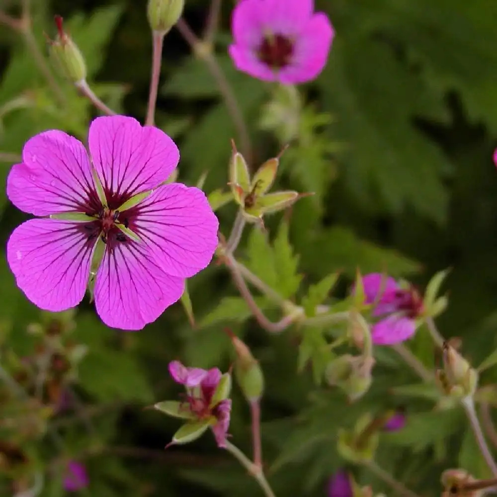 GERANIUM 'Patricia'