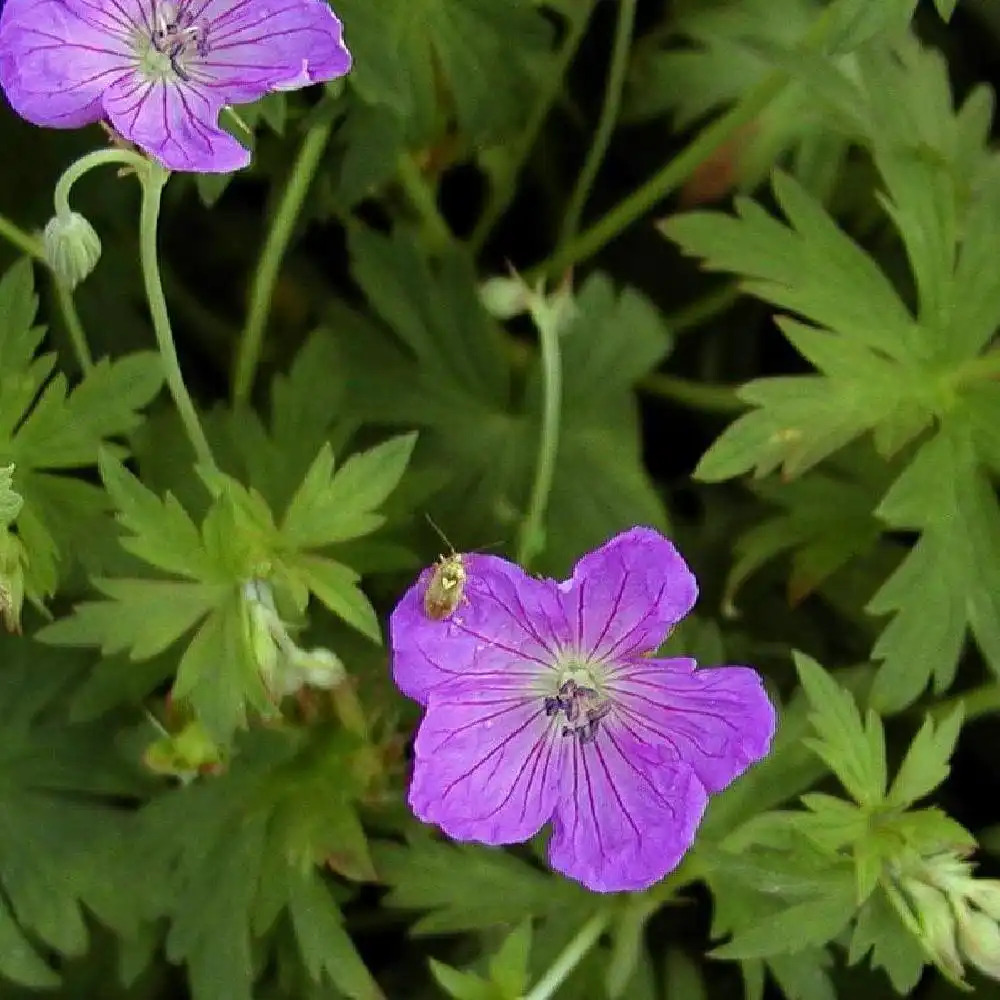 GERANIUM palustre