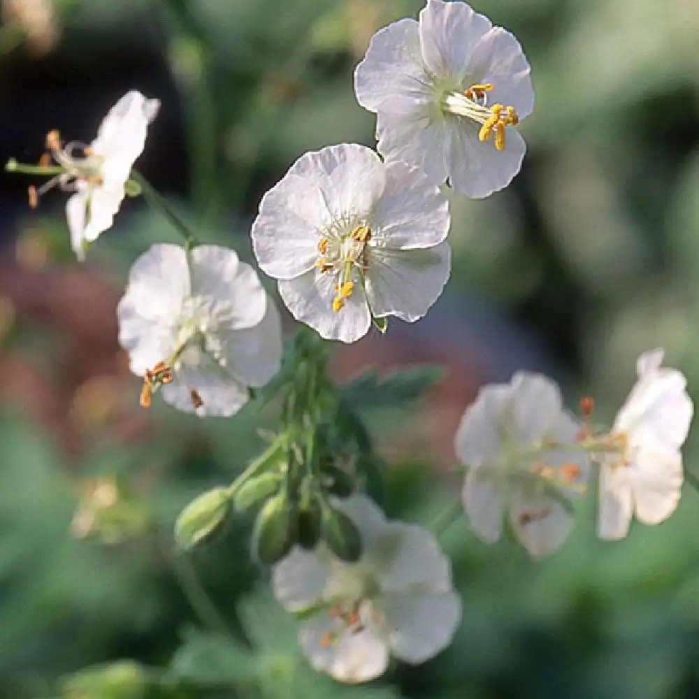 GERANIUM phaeum 'Album'