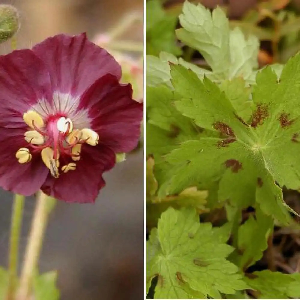 GERANIUM phaeum 'Samobor'