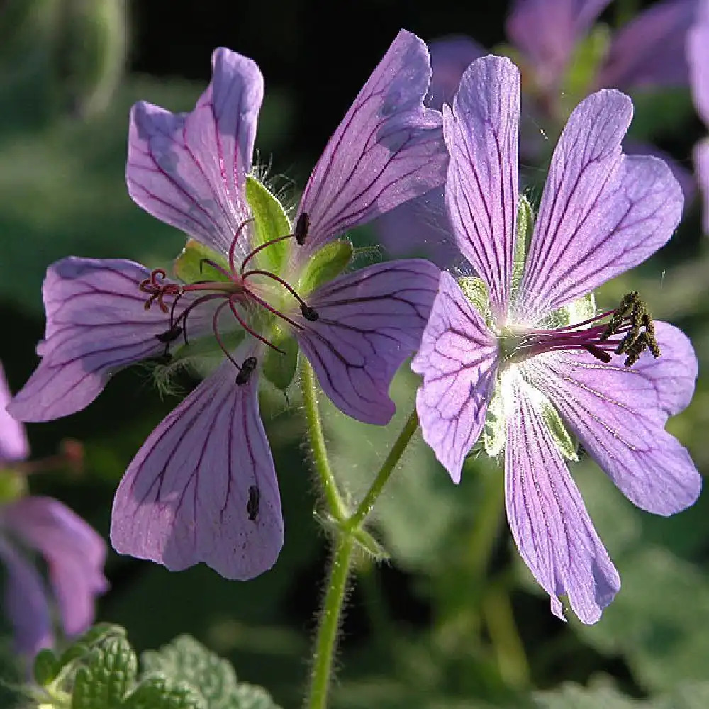 GERANIUM 'Philippe Vapelle'