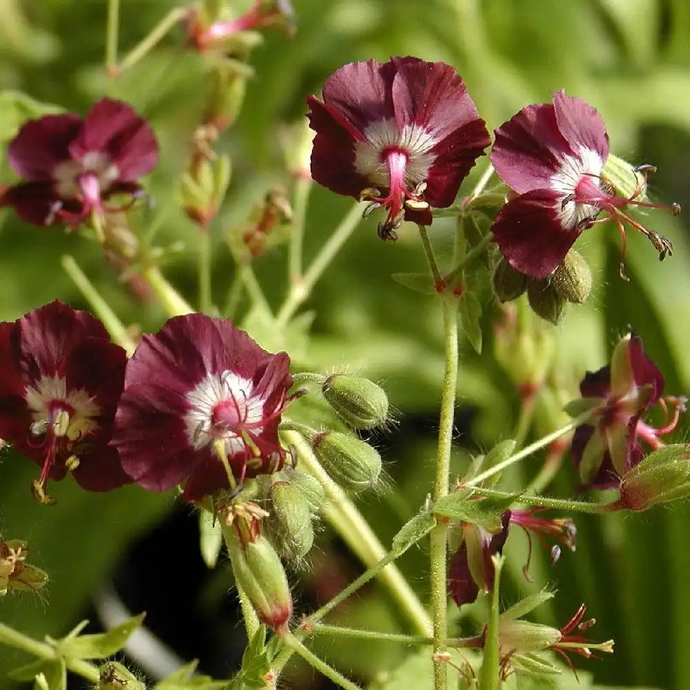 GERANIUM phaeum.' image 2