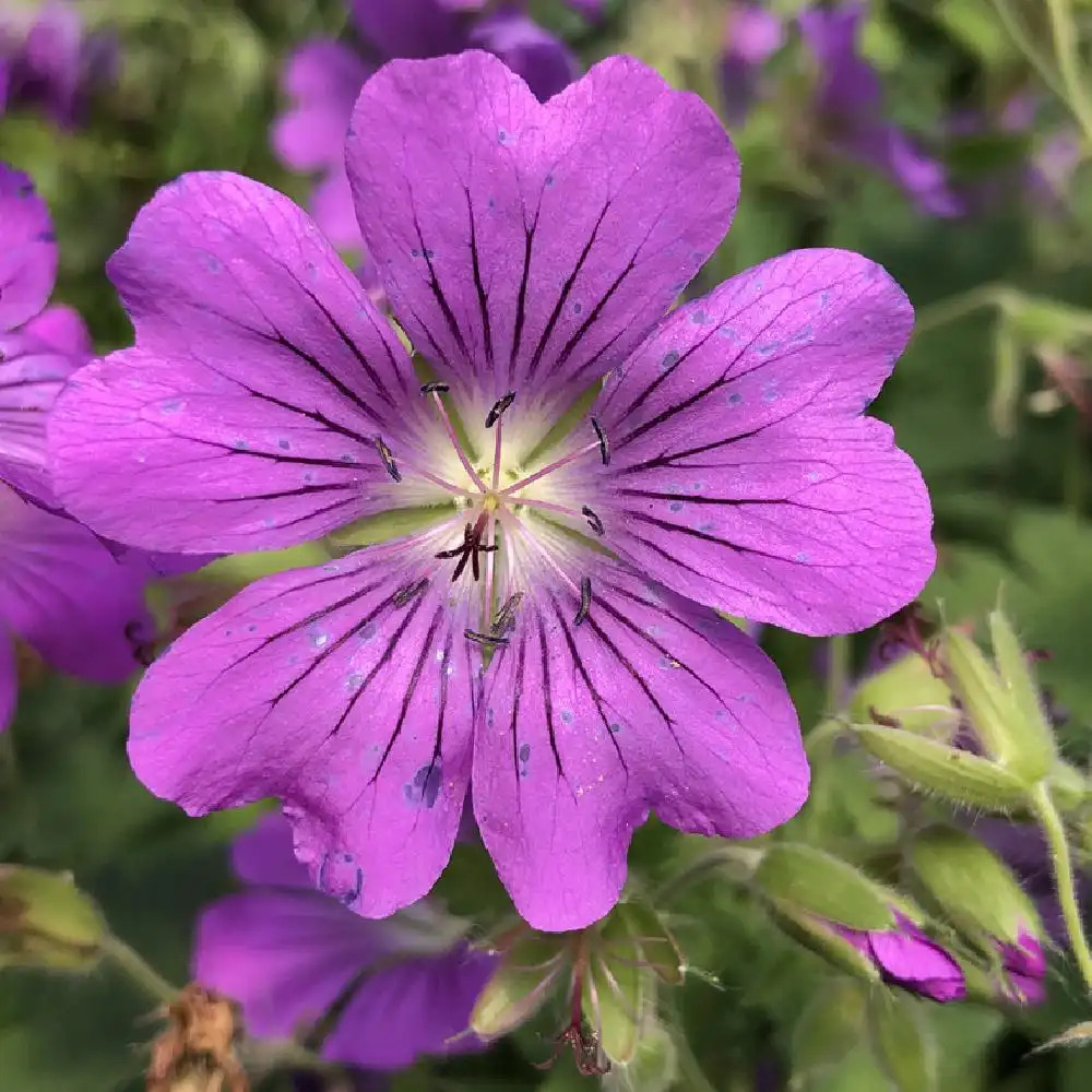 GERANIUM 'Pink Penny'