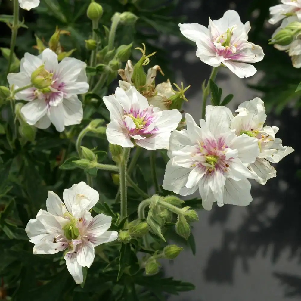 GERANIUM pratense 'Algera Double'