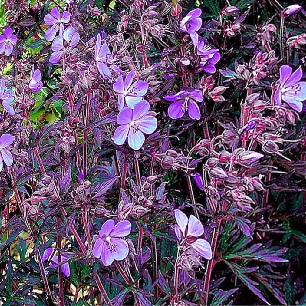 GERANIUM pratense 'Black Beauty'