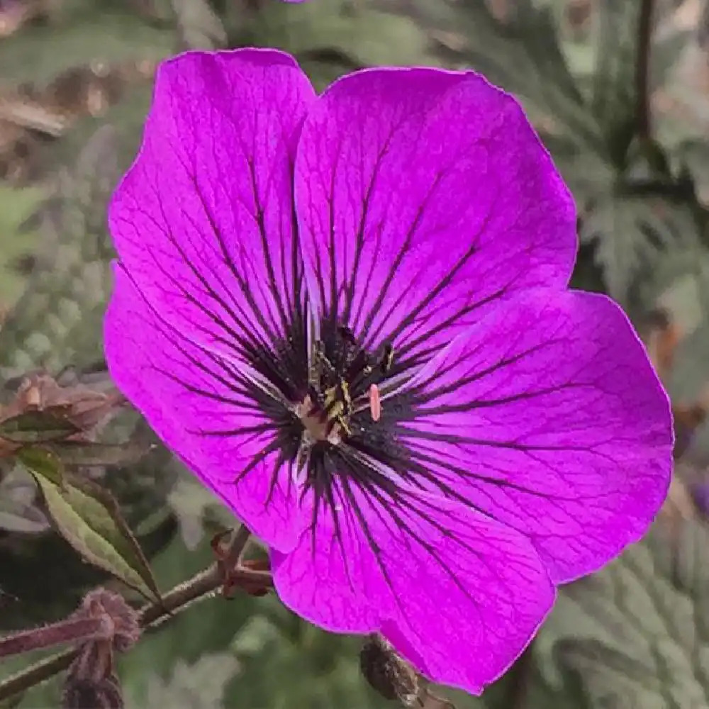 GERANIUM pratense 'Dark Eyes'