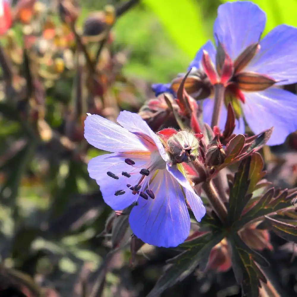 GERANIUM pratense 'Dark Reiter'