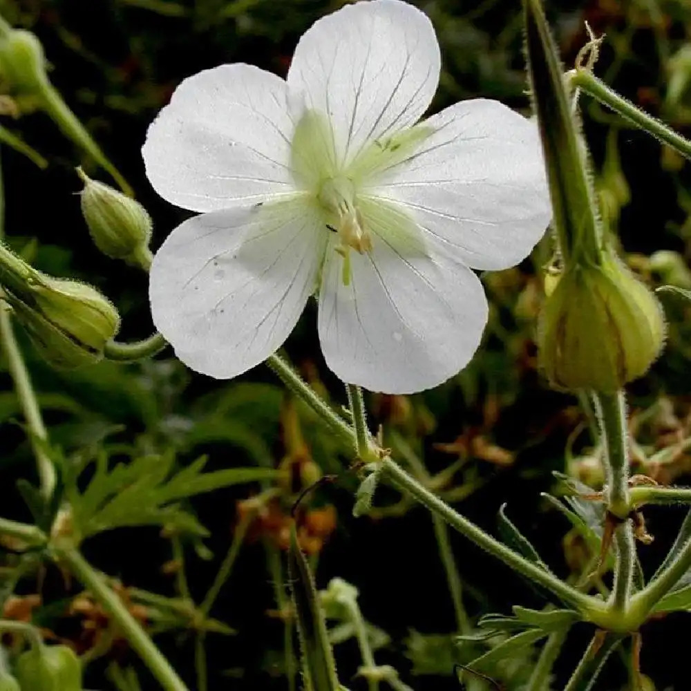 GERANIUM pratense 'Galactic' ('Album')