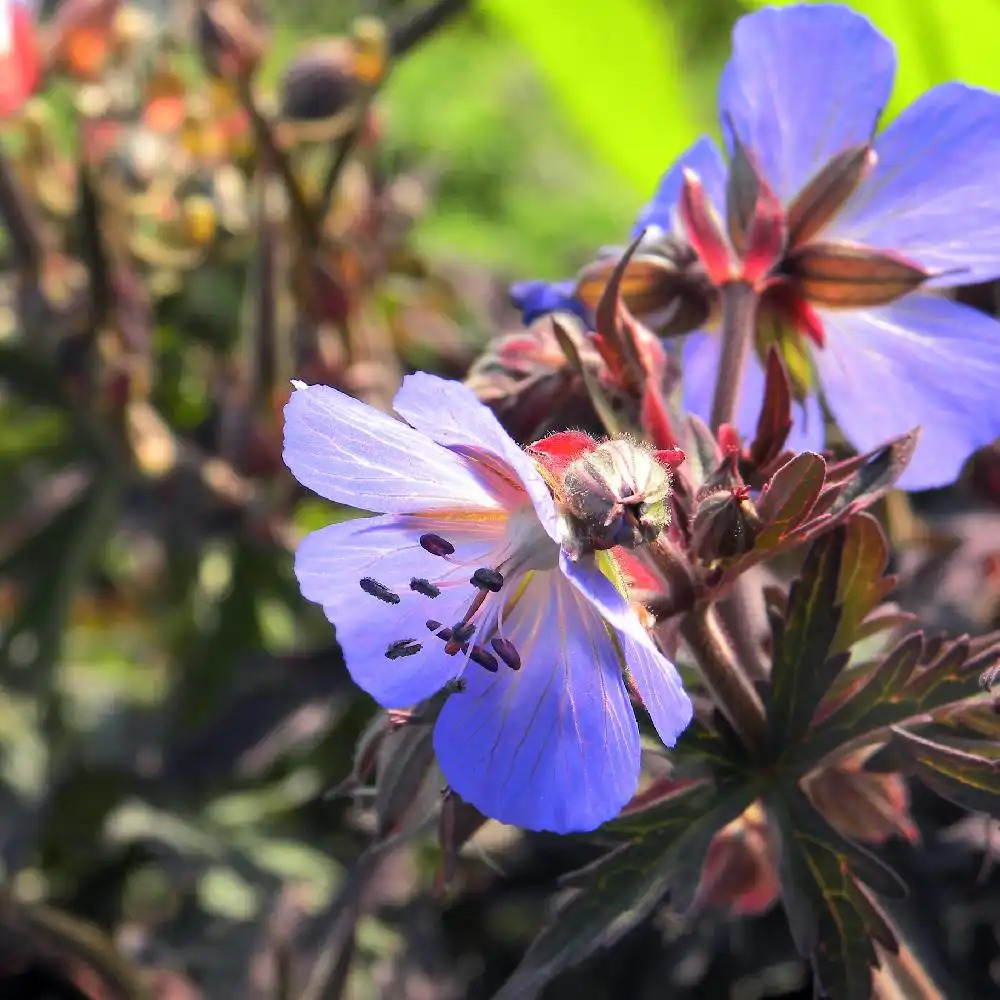 GERANIUM pratense 'Midnight Reiter'