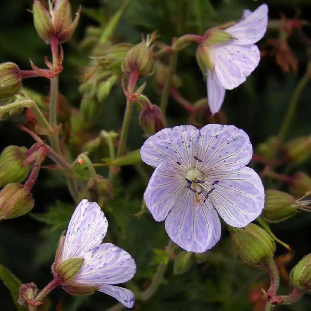 GERANIUM pratense 'Mrs Kendall Clark'