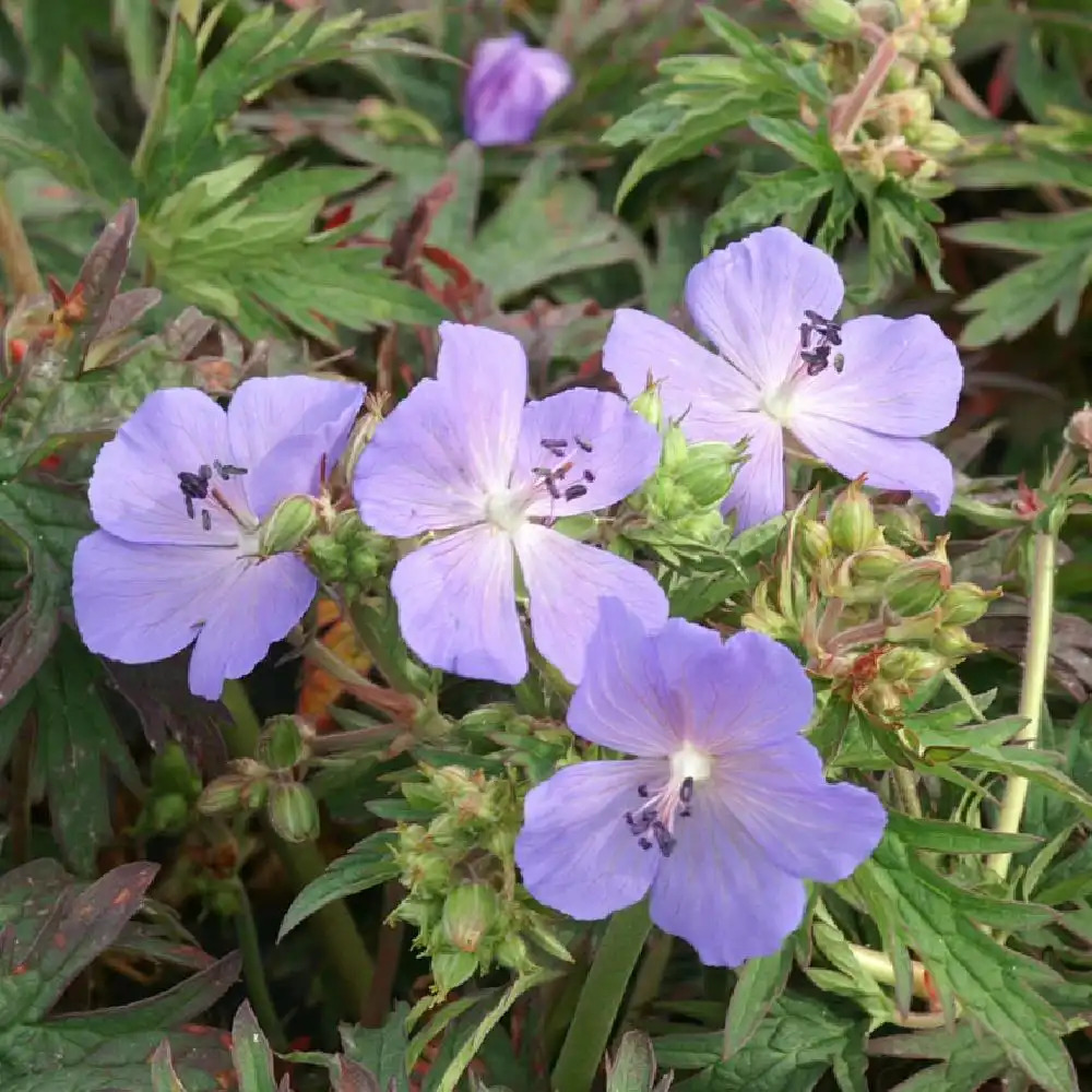 GERANIUM pratense 'New Dimension'