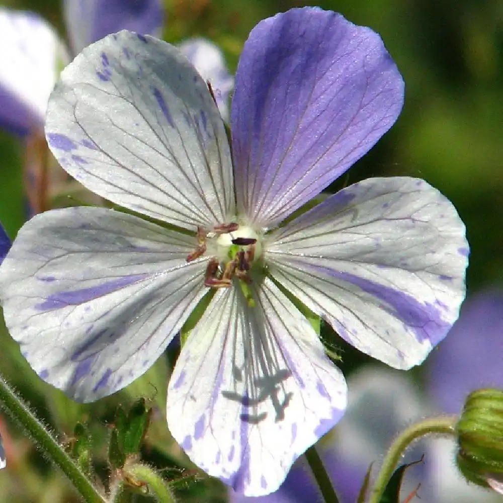 GERANIUM pratense 'Splish Splash'