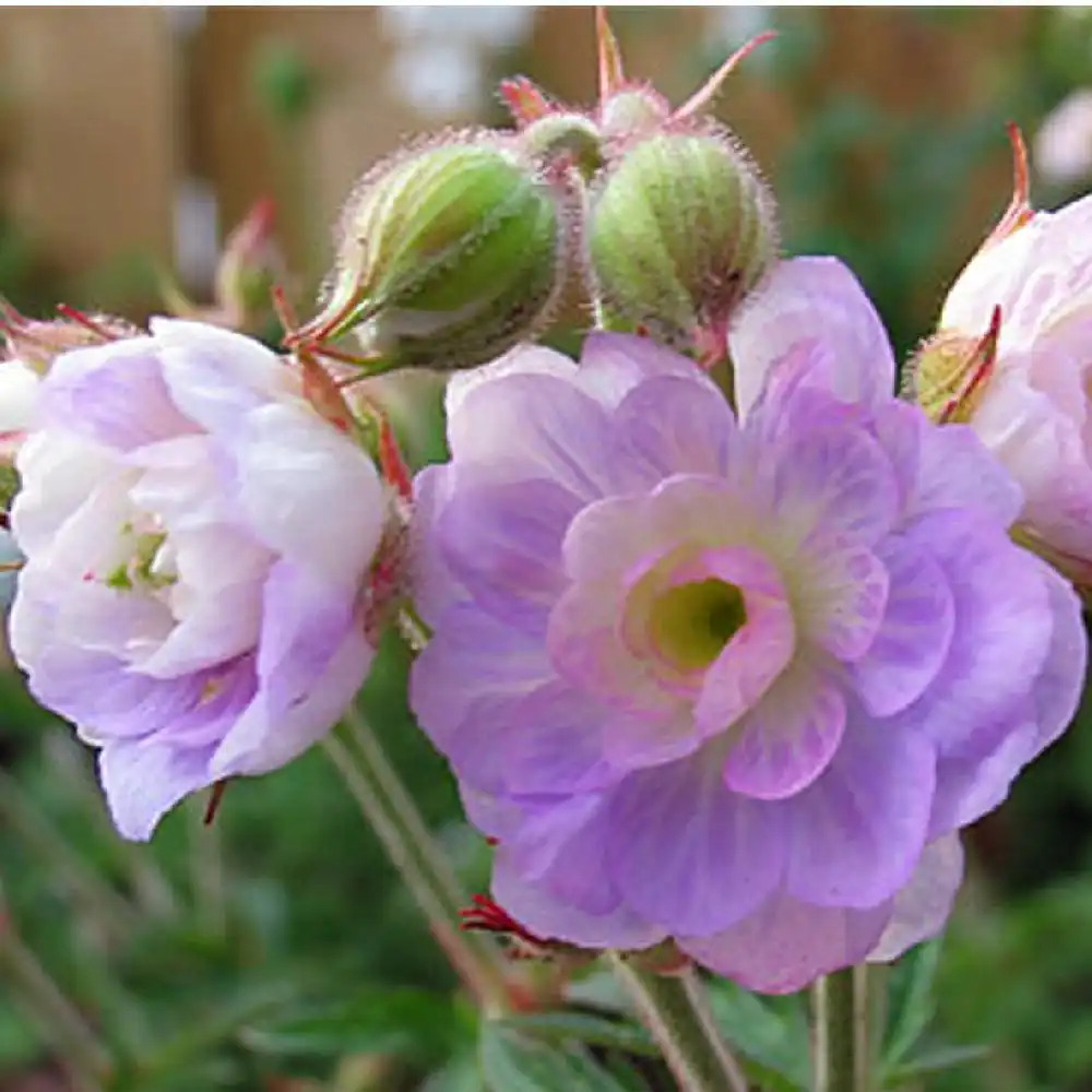 GERANIUM pratense 'Summer Skies'