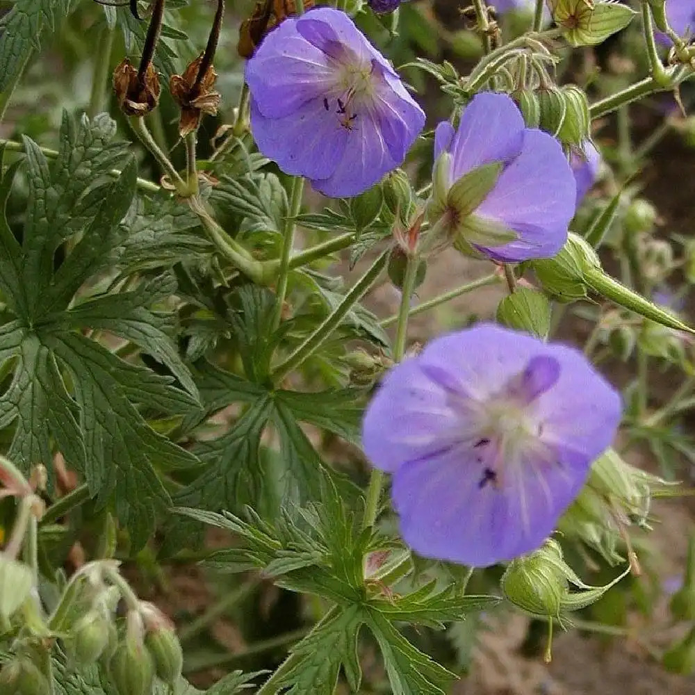 GERANIUM pratense