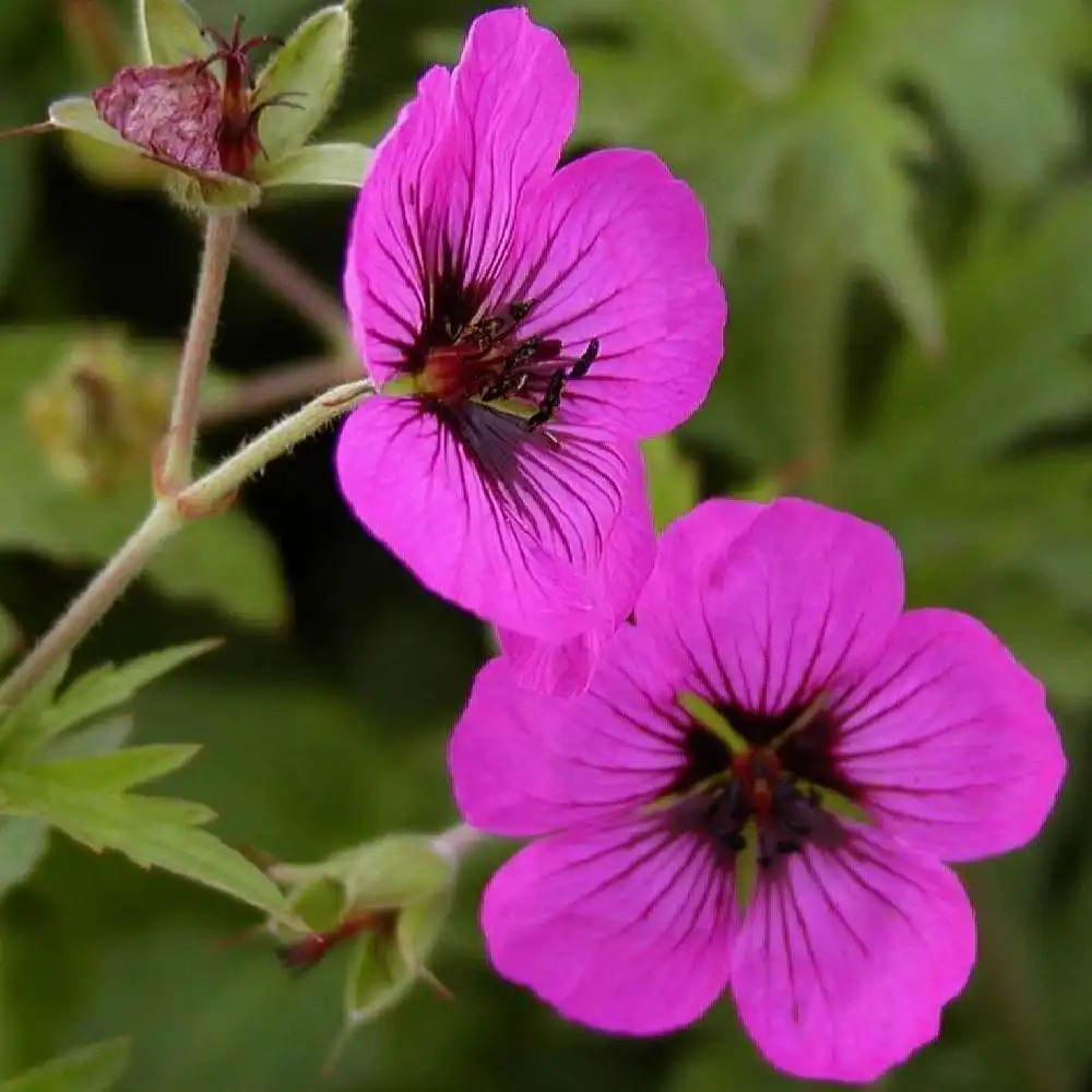 GERANIUM psilostemon (armenum)