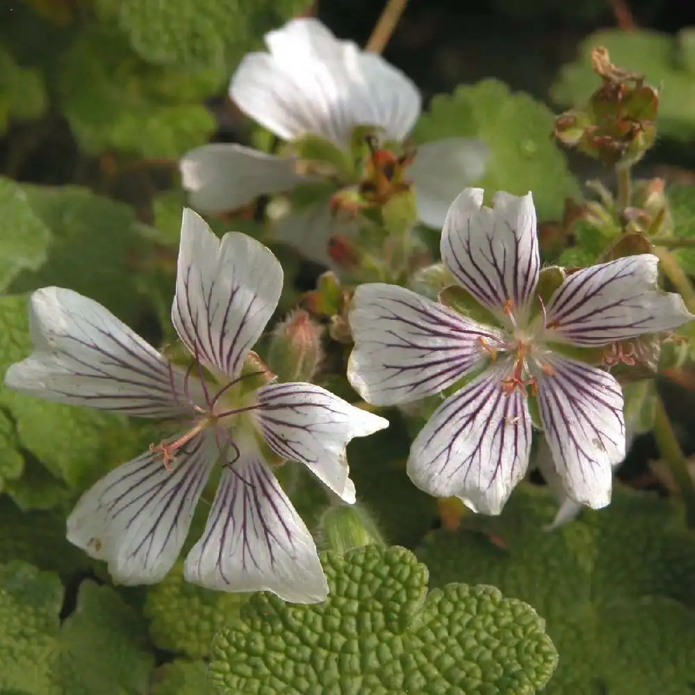 GERANIUM renardii