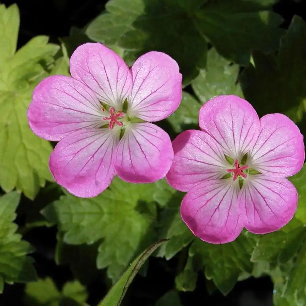 GERANIUM riversleaianum 'Mavis Simpson'