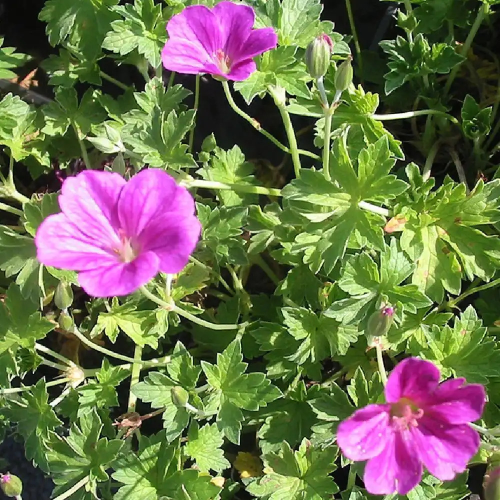 GERANIUM riversleaianum 'Russel Prichard'