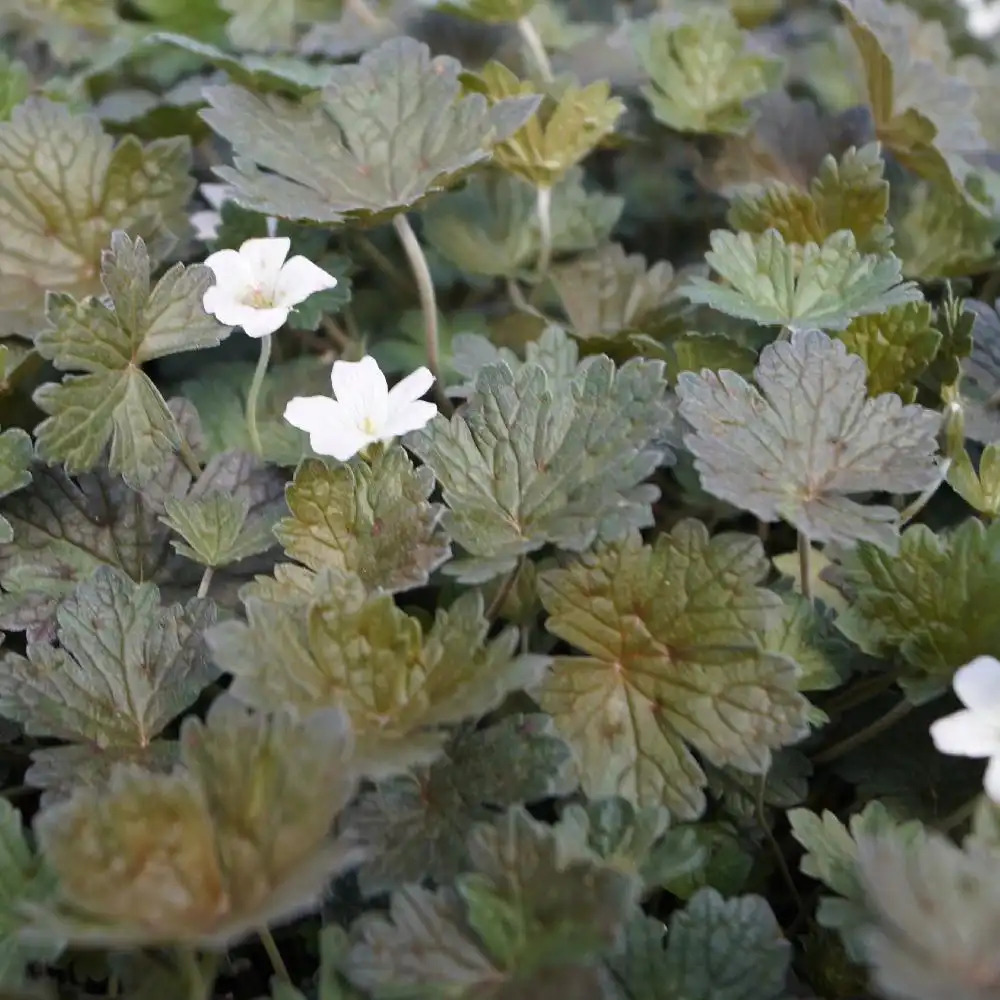 GERANIUM 'Rothbury Red'