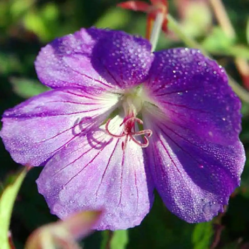 GERANIUM 'Rozanne'