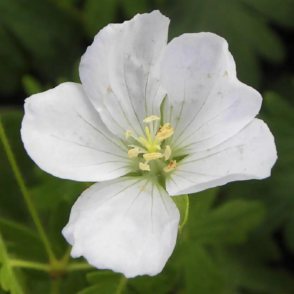 GERANIUM sanguineum 'Album'