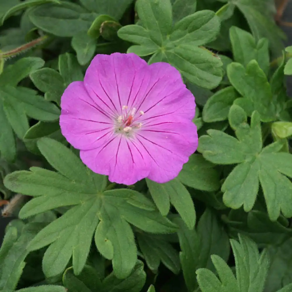 GERANIUM sanguineum 'Compactum'