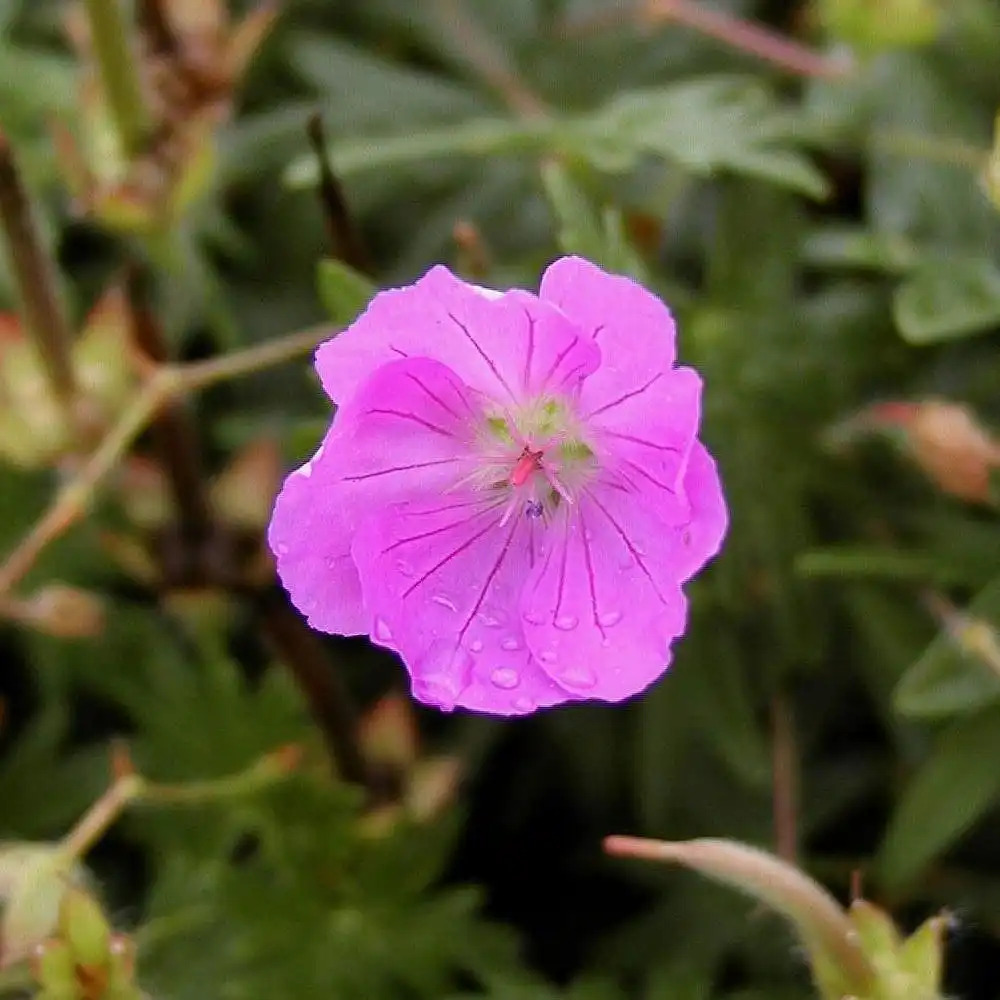 GERANIUM sanguineum 'Inverness'