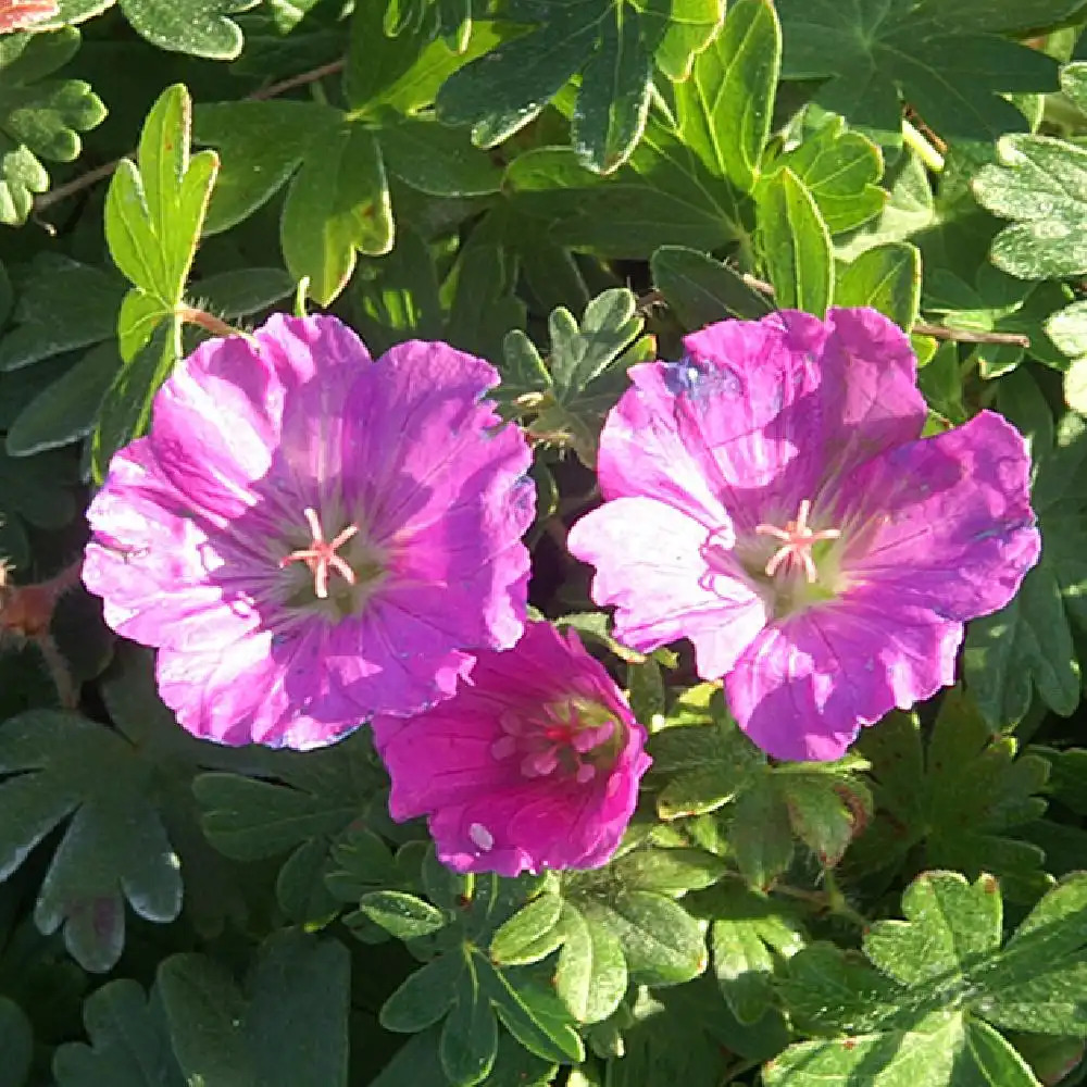 GERANIUM sanguineum 'Max Frei'