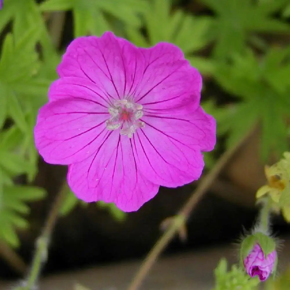 GERANIUM sanguineum