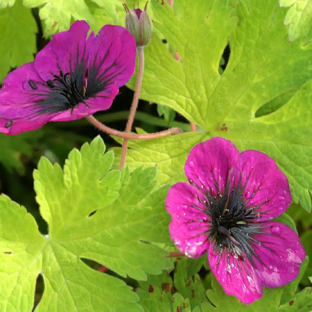 GERANIUM 'Sandrine'