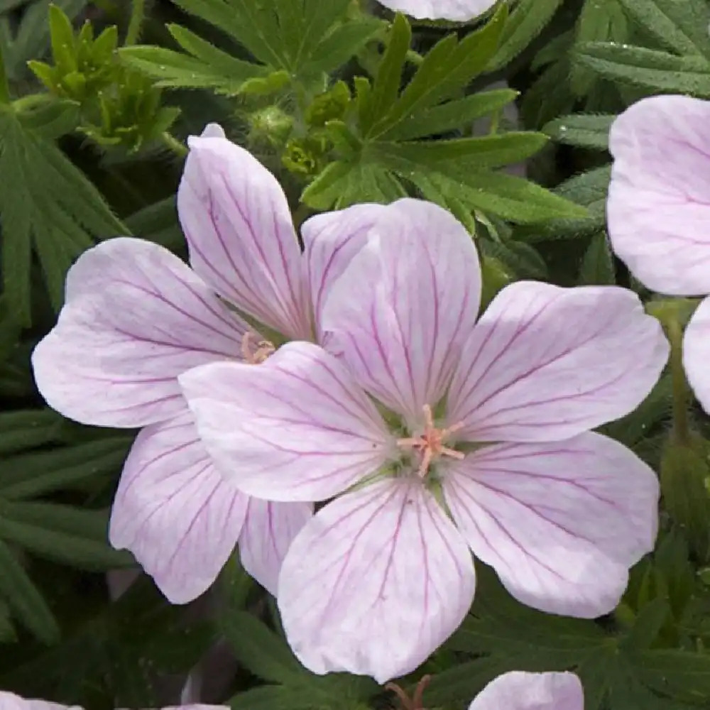 GERANIUM sanguineum 'Pink Pouffe'